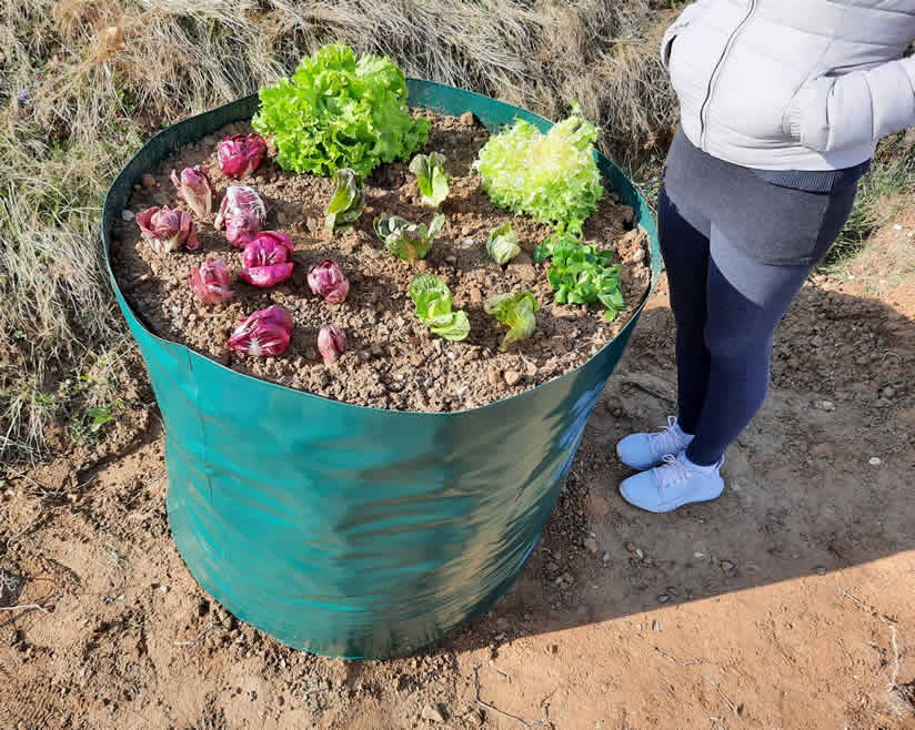 visoke grede visioka greda iz ponjave v zeleni barvi